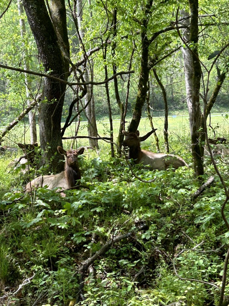 Some resting elk